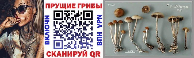 Псилоцибиновые грибы GOLDEN TEACHER  цены наркотик  Тутаев 
